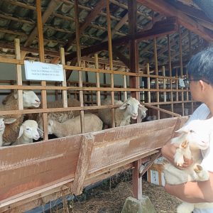 Kandang Kambing